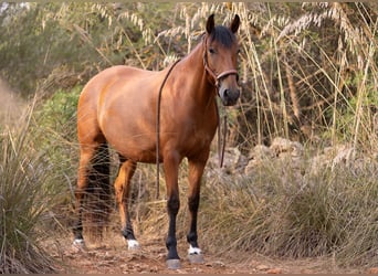 Lusitano, Castrone, 5 Anni, 164 cm, Baio