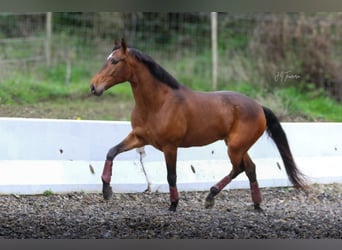 Lusitano, Castrone, 5 Anni, 165 cm, Baio