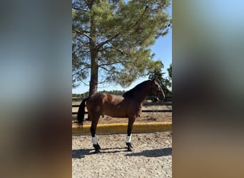 Lusitano, Castrone, 5 Anni, 165 cm, Baio