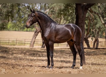 Lusitano, Castrone, 5 Anni, 166 cm, Baio scuro