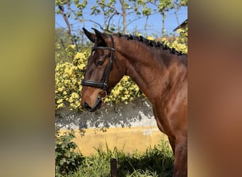 Lusitano, Castrone, 5 Anni, 167 cm, Baio