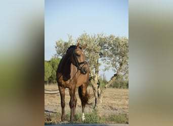 Lusitano, Castrone, 5 Anni, 167 cm, Pelle di daino