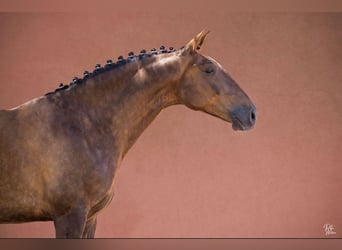 Lusitano, Castrone, 5 Anni, 167 cm, Sauro