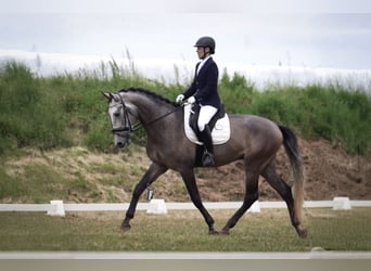 Lusitano, Castrone, 5 Anni, 170 cm, Grigio rossastro