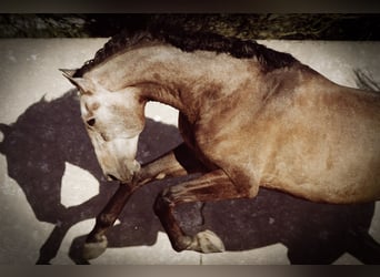 Lusitano, Castrone, 5 Anni, 170 cm, Grigio rossastro