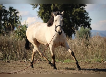 Lusitano Mix, Castrone, 5 Anni, 170 cm, Pelle di daino