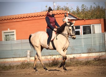 Lusitano Mix, Castrone, 5 Anni, 170 cm, Pelle di daino