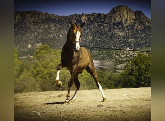 Lusitano Mix, Castrone, 5 Anni, 174 cm, Palomino