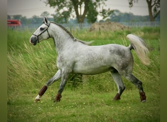 Lusitano, Castrone, 6 Anni, 152 cm, Leardo