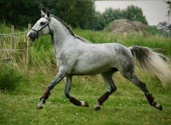 Lusitano, Castrone, 6 Anni, 152 cm, Leardo