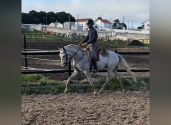 Lusitano, Castrone, 6 Anni, 154 cm, Grigio