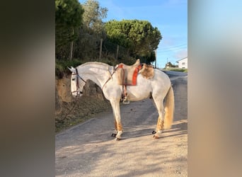 Lusitano, Castrone, 6 Anni, 154 cm, Grigio