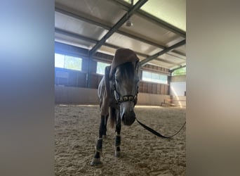 Lusitano, Castrone, 6 Anni, 155 cm, Falbo