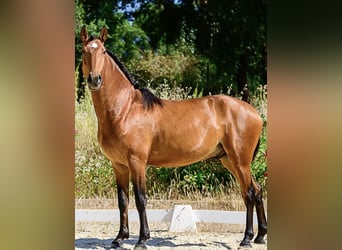Lusitano, Castrone, 6 Anni, 158 cm, Baio
