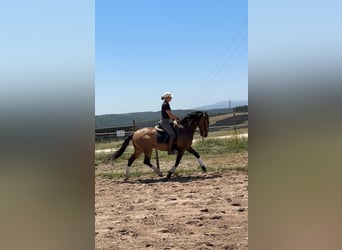 Lusitano, Castrone, 6 Anni, 158 cm, Pelle di daino