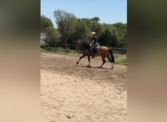 Lusitano, Castrone, 6 Anni, 158 cm, Pelle di daino