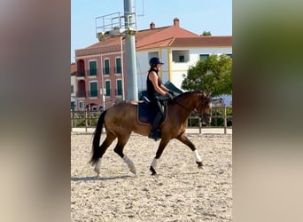 Lusitano, Castrone, 6 Anni, 158 cm, Pelle di daino