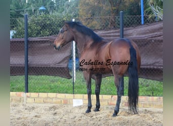 Lusitano, Castrone, 6 Anni, 159 cm, Baio scuro
