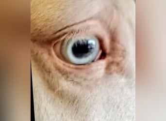 Lusitano, Castrone, 6 Anni, 160 cm, Cremello