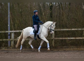 Lusitano, Castrone, 6 Anni, 161 cm, Cremello