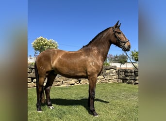 Lusitano, Castrone, 6 Anni, 162 cm, Baio scuro