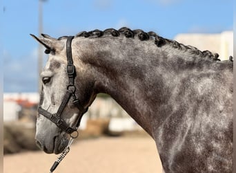 Lusitano, Castrone, 6 Anni, 162 cm, Grigio