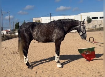 Lusitano, Castrone, 6 Anni, 162 cm, Grigio