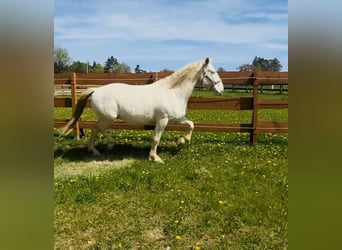 Lusitano, Castrone, 6 Anni, 164 cm, Cremello