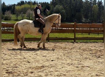 Lusitano, Castrone, 6 Anni, 164 cm, Cremello