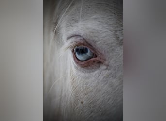 Lusitano, Castrone, 6 Anni, 164 cm, Cremello