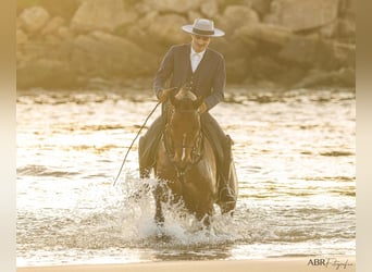 Lusitano Mix, Castrone, 6 Anni, 165 cm, Baio