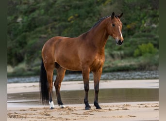 Lusitano Mix, Castrone, 6 Anni, 165 cm, Baio