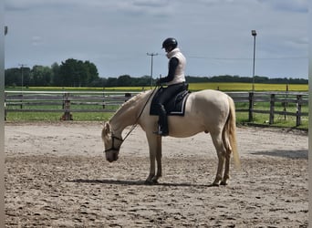 Lusitano Mix, Castrone, 6 Anni, 165 cm, Cremello