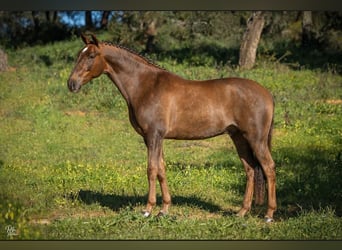 Lusitano, Castrone, 6 Anni, 167 cm, Sauro