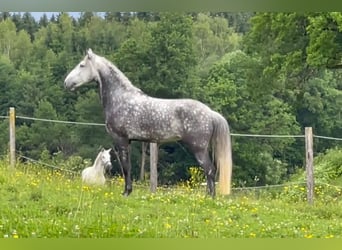 Lusitano, Castrone, 6 Anni, 168 cm, Grigio ferro