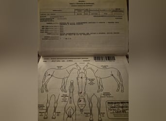 Lusitano, Castrone, 6 Anni, 168 cm, Grigio