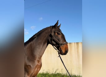 Lusitano, Castrone, 6 Anni, 172 cm, Baio