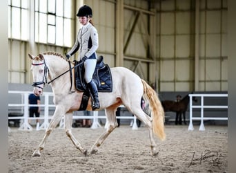 Lusitano, Castrone, 6 Anni, Champagne