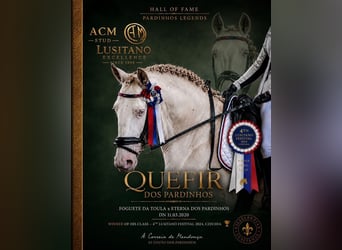 Lusitano, Castrone, 6 Anni, Champagne