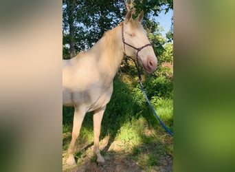 Lusitano, Castrone, 6 Anni, Champagne