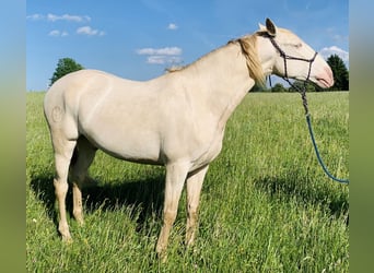 Lusitano, Castrone, 6 Anni, Champagne