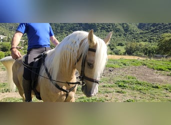 Lusitano Mix, Castrone, 7 Anni, 152 cm, Falbo