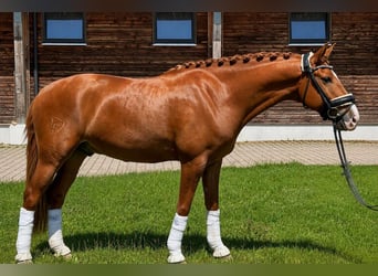 Lusitano, Castrone, 7 Anni, 158 cm, Sauro