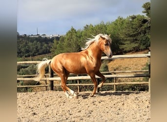 Lusitano, Castrone, 7 Anni, 159 cm, Palomino
