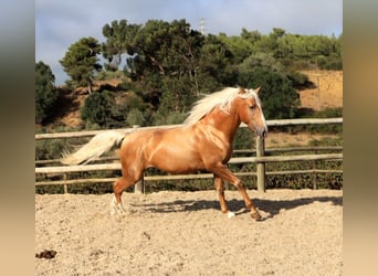 Lusitano, Castrone, 7 Anni, 159 cm, Palomino