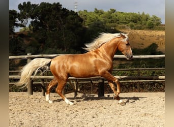 Lusitano, Castrone, 7 Anni, 159 cm, Palomino