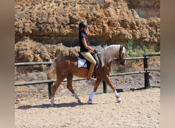 Lusitano, Castrone, 7 Anni, 159 cm, Palomino