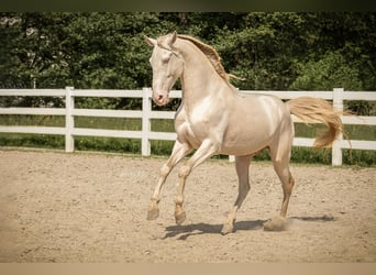 Lusitano, Castrone, 7 Anni, 159 cm, Perlino