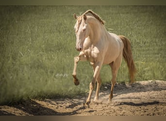 Lusitano, Castrone, 7 Anni, 159 cm, Perlino