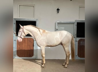 Lusitano, Castrone, 7 Anni, 159 cm, Perlino